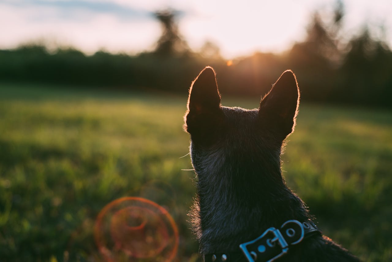 Kremering av hund &ndash; En guide til en verdig avskjed