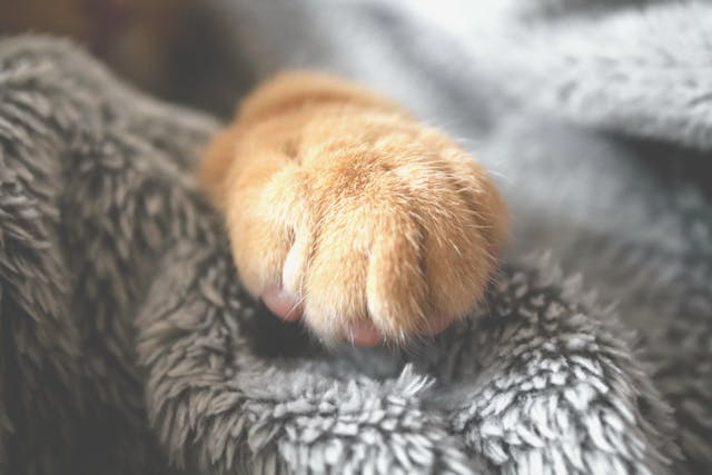 Kremering av katt &ndash; Gi din katt en respektfull avskjed