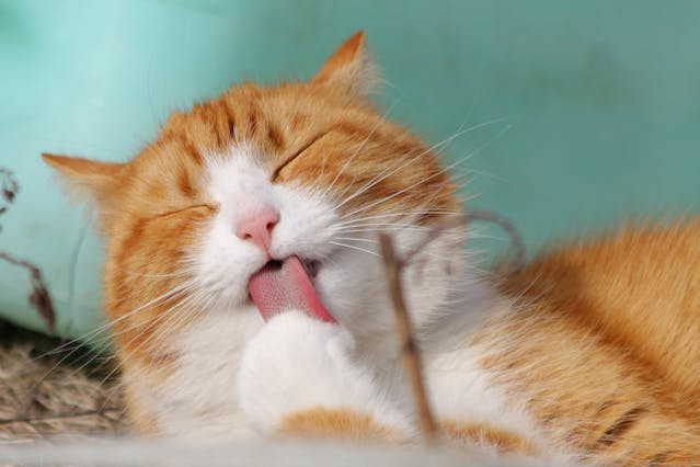 Urne til katt &ndash; Slik velger du et verdig minnesmerke